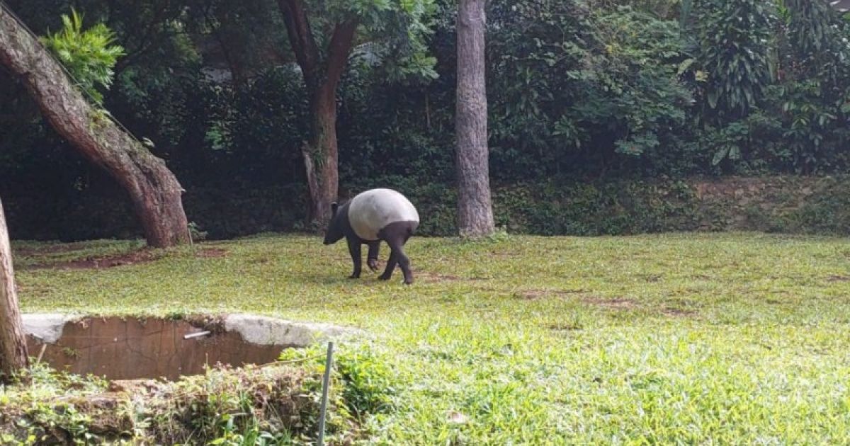 Kebun Binatang Bandung Disegel, Kemenhut Pastikan Perlindungan dan Perawatan Satwa