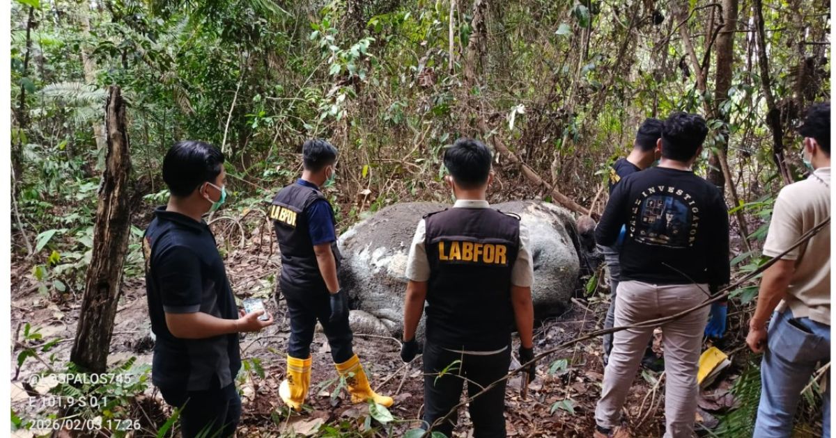 BBKSDA Riau dan Polda Riau Tindaklanjuti Dugaan Perburuan Gajah Sumatera