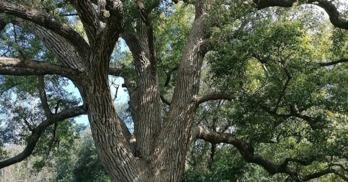 Jejak Nusantara dalam Al-Qur’an: Rahasia Kamper dari Barus