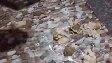 Siomay 'Makan Bergizi Gratis' di Nganjuk Sekeras Batu, Kontroversi Layanan Publik yang Mengguncang Warganet