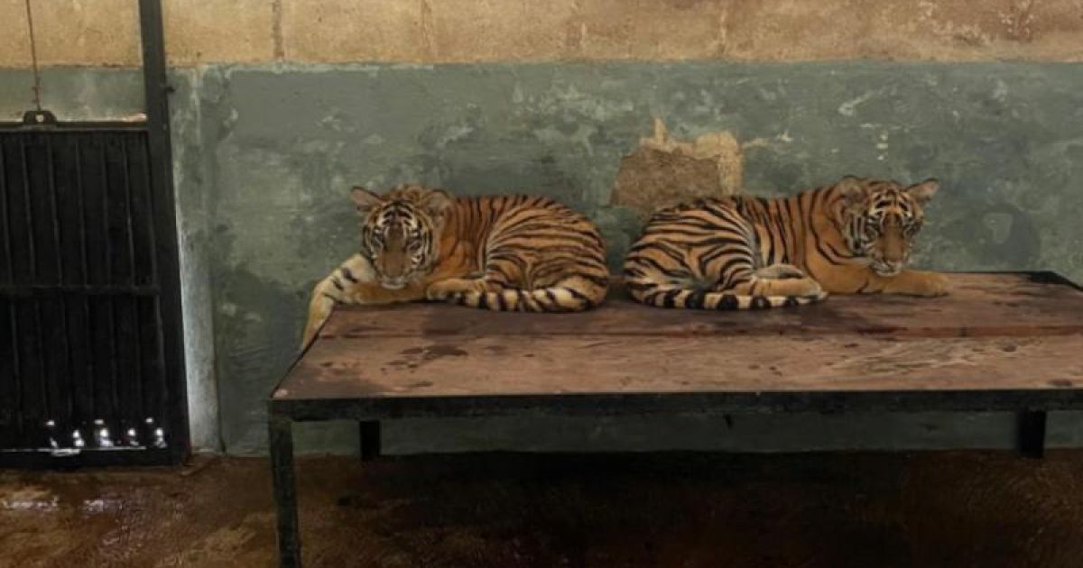 Terungkap Penyebab Kematian Anak Harimau Benggala, Satwa Koleksi Eks Kebun Binatang Bandung