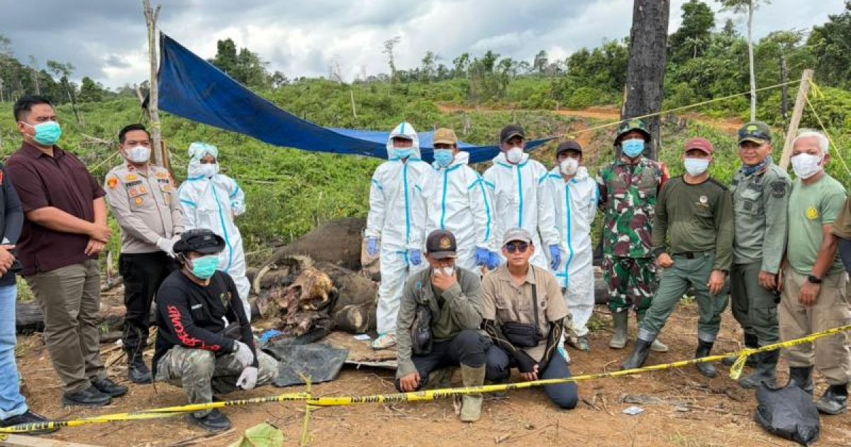 Kementerian Kehutanan Investigasi Kematian 2 Gajah di Mukomuko, Bengkulu