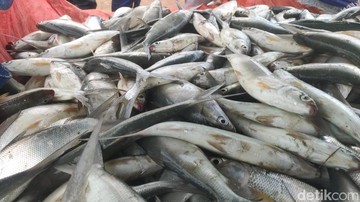 Waspada Kontaminasi: Panduan Ahli Gizi Memilih Ikan Aman dari Perairan Jakarta