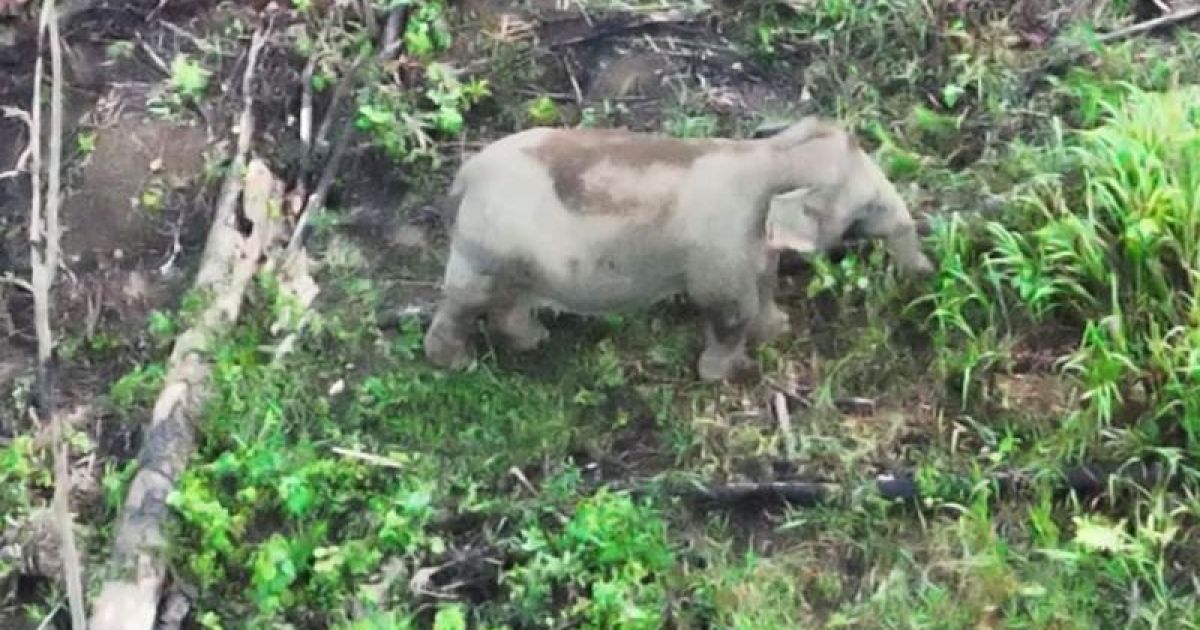 Bentang Alam Seblat Gunakan Drone Thermal untuk Perkuat Perlindungan Populasi Gajah Sumatera