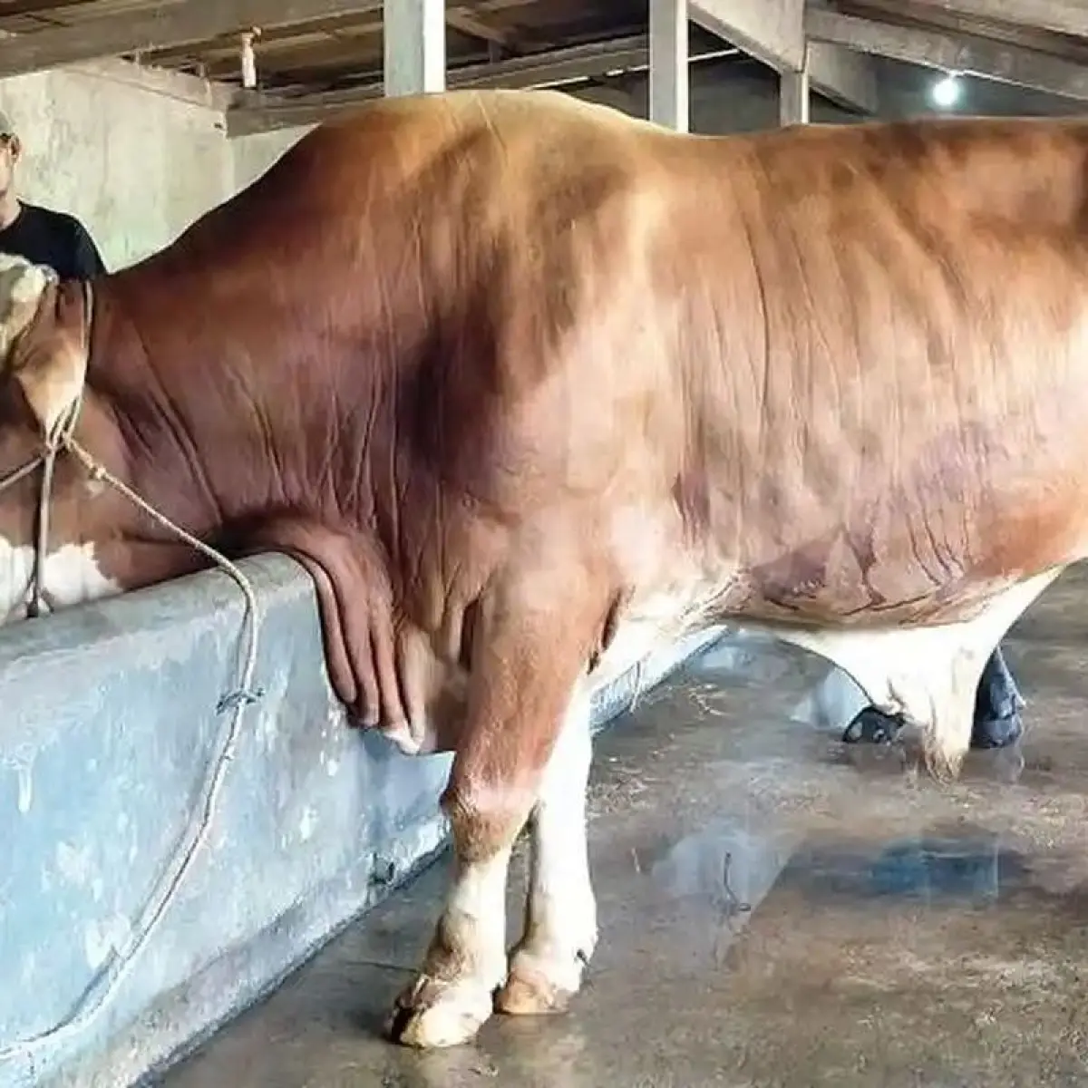 Sapi Jumbo 'Suro' 1,07 Ton Asal Jepara Dipilih Jadi Hewan Kurban Presiden Prabowo 2026