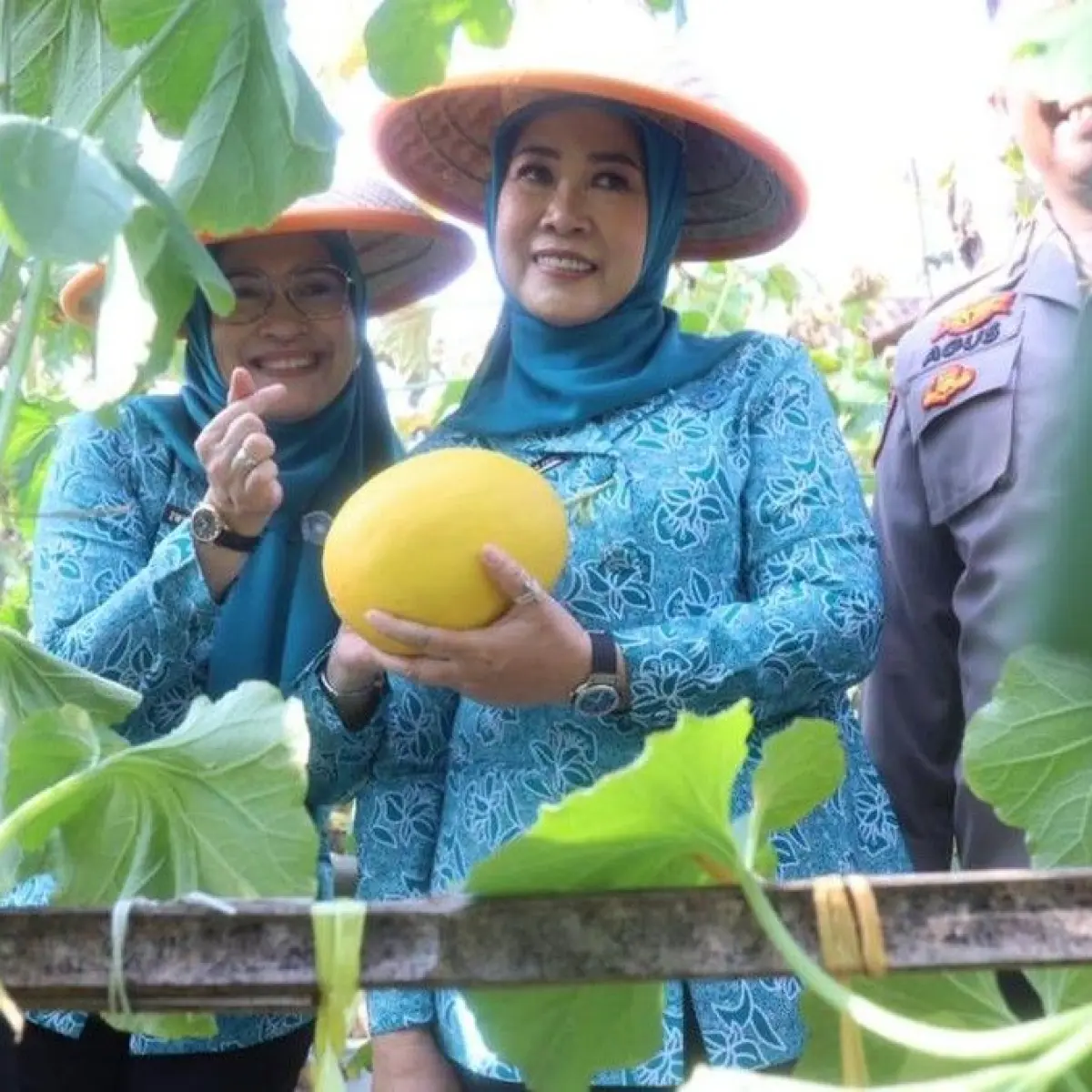 PKK OKU dan Sumsel Kompak Panen Melon, Dorong Ketahanan Pangan dan Ekonomi Lokal