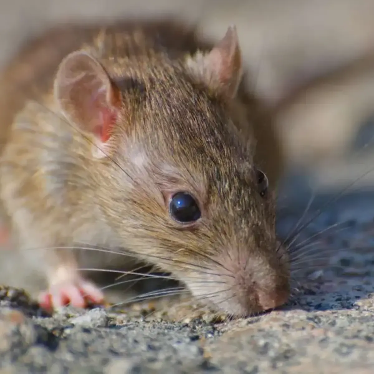 Jakarta Waspada Hantavirus: 3 Kasus Terdeteksi, Dinkes Tunjuk RS Sentinel untuk Mitigasi