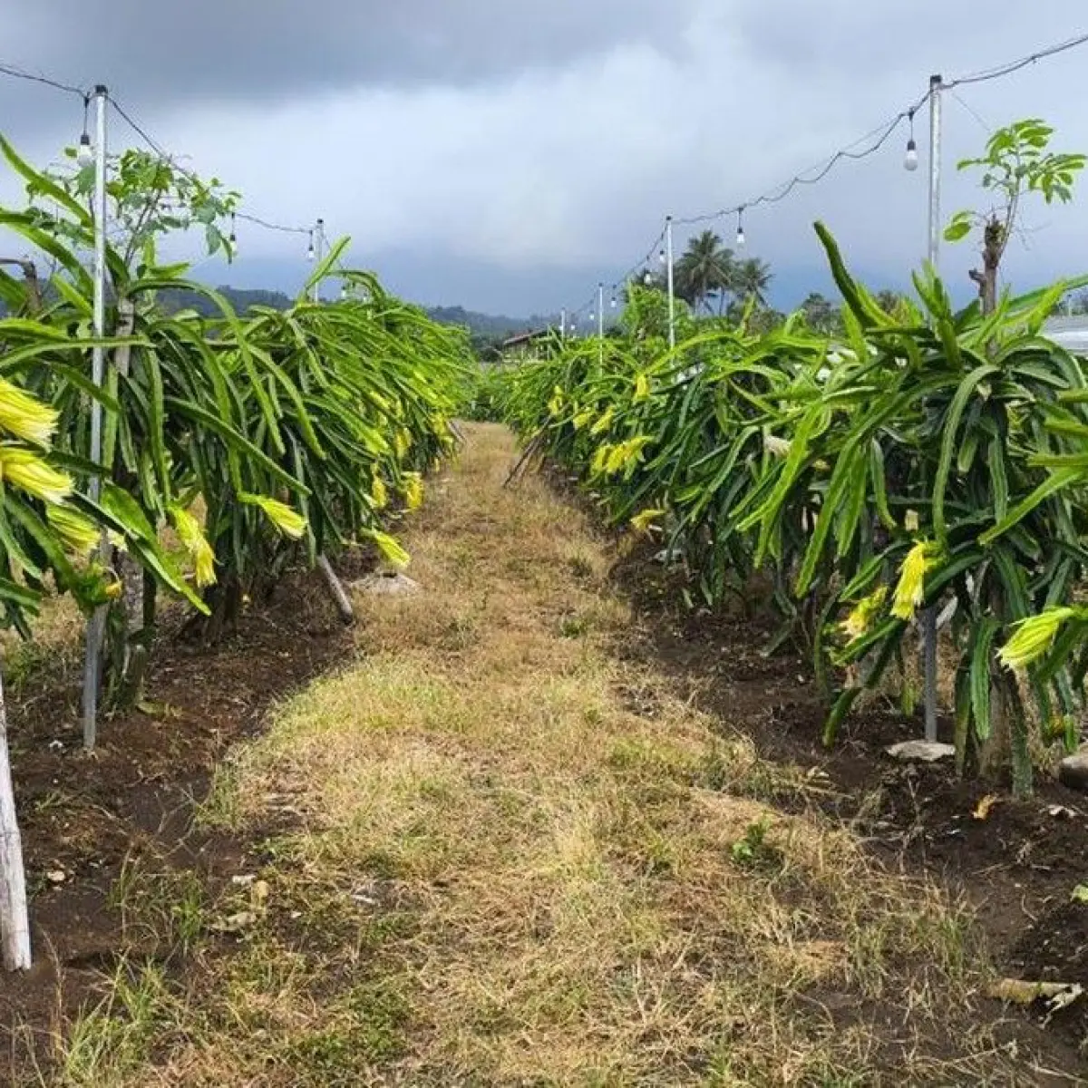 Agrowisata Kuningan: Pengalaman Langsung Memetik Buah Naga di Tengah Sejuknya Udara Ciremai