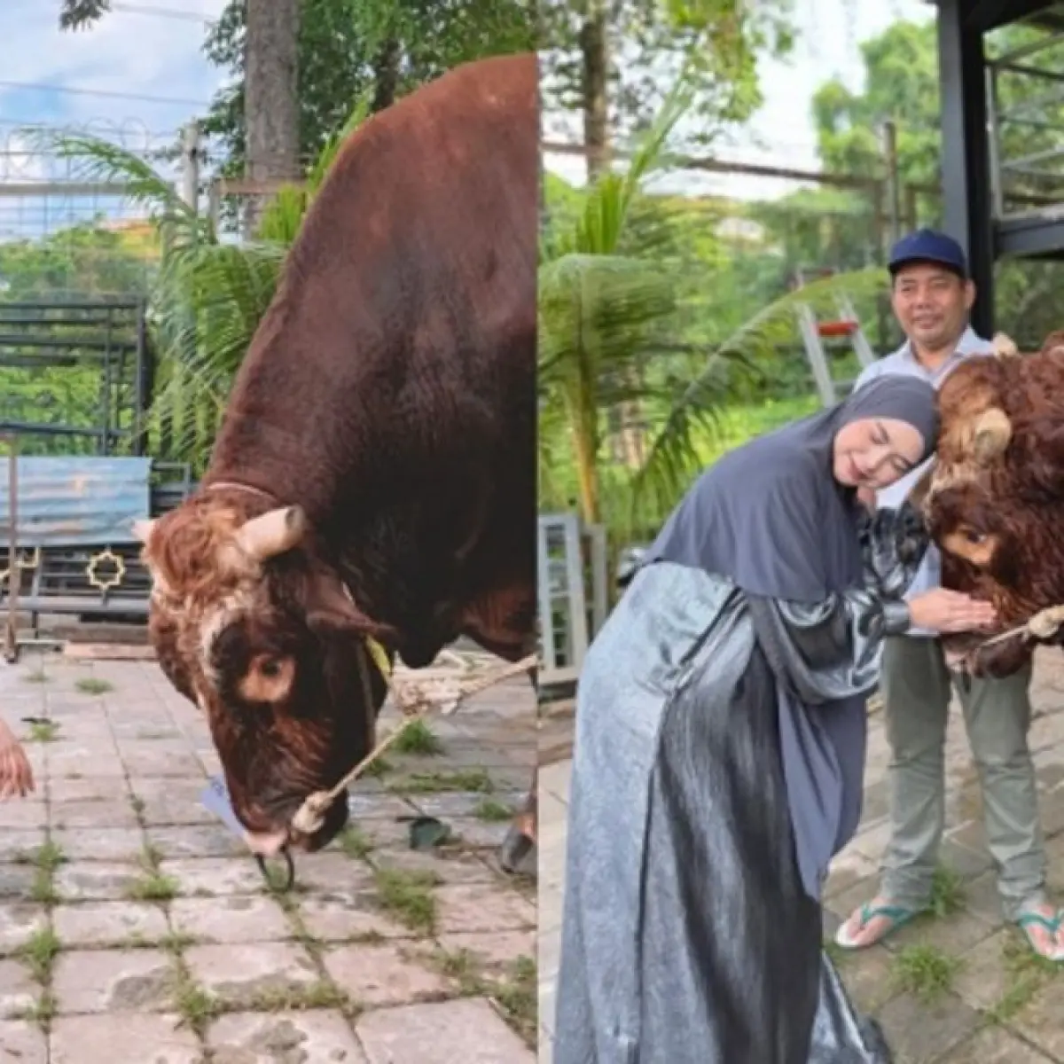 Momen Keharuan Ria Ricis Saksikan Langsung Penyembelihan Hewan Kurban Jumbo
