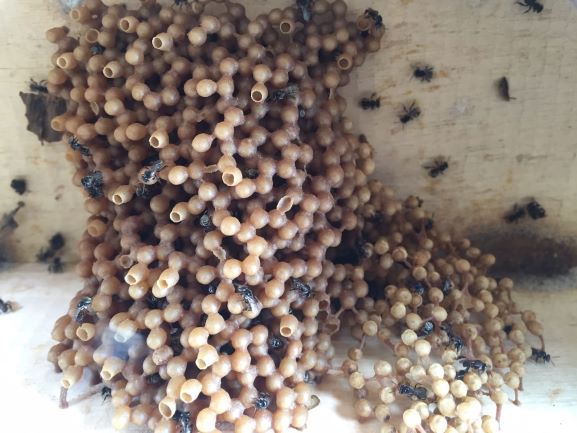 Studi IPB Ungkap Kemampuan Memori Visual Tawon Mengenali Wajah Manusia