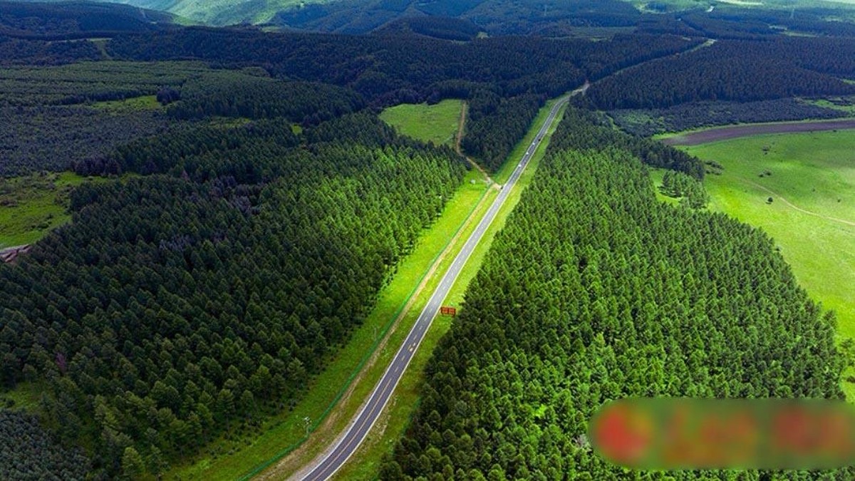 Terobosan Ekologis China: Studi Ungkap Hutan Buatan Mampu Serap Karbon Lebih Cepat dari Alam